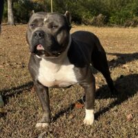 Dog Featured Image