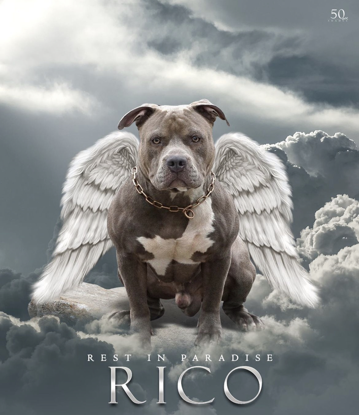 Dog Featured Image