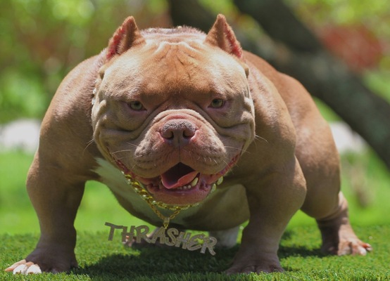 Dog Featured Image