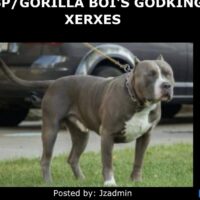 Dog Featured Image