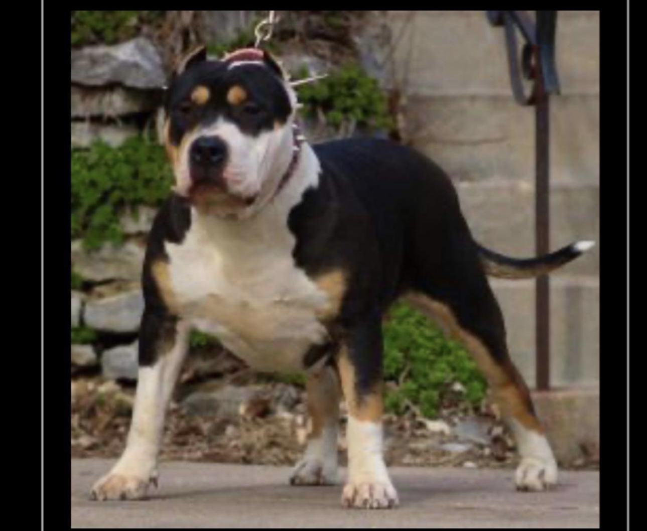 Dog Featured Image
