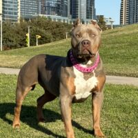 Dog Featured Image