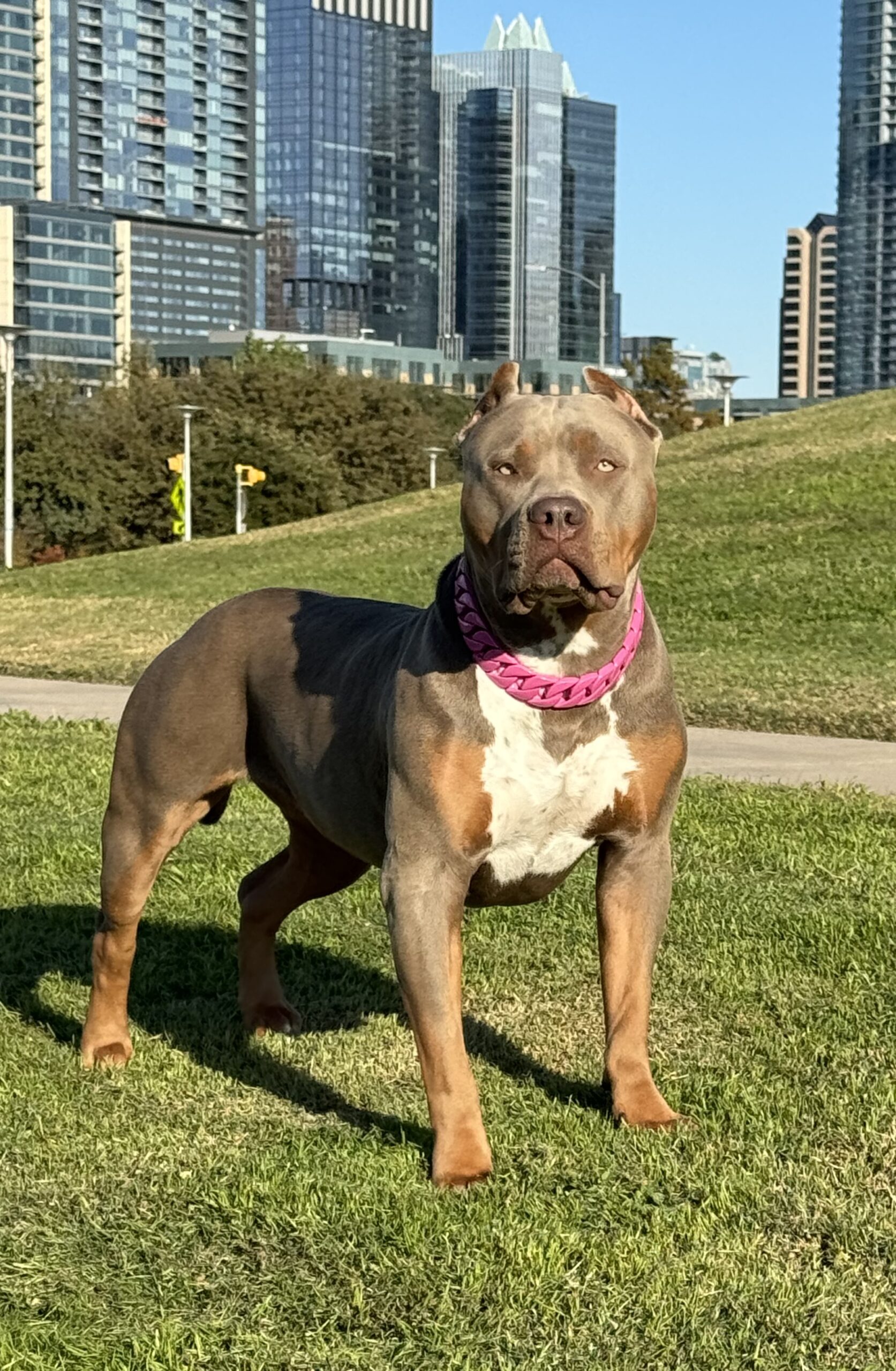 Dog Featured Image