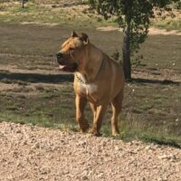 Dog Featured Image