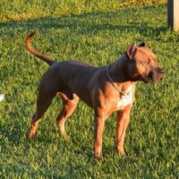 Dog Featured Image