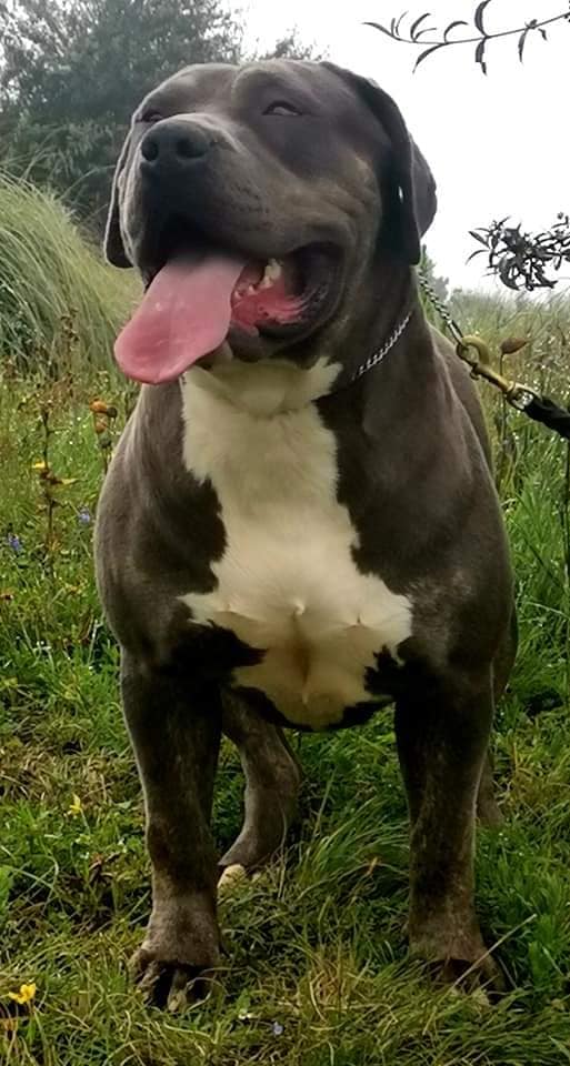 Dog Featured Image