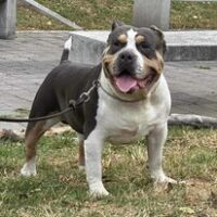 Dog Featured Image