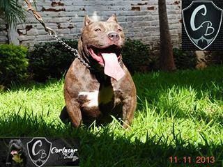 Dog Featured Image