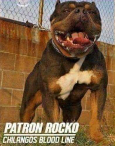 Dog Featured Image