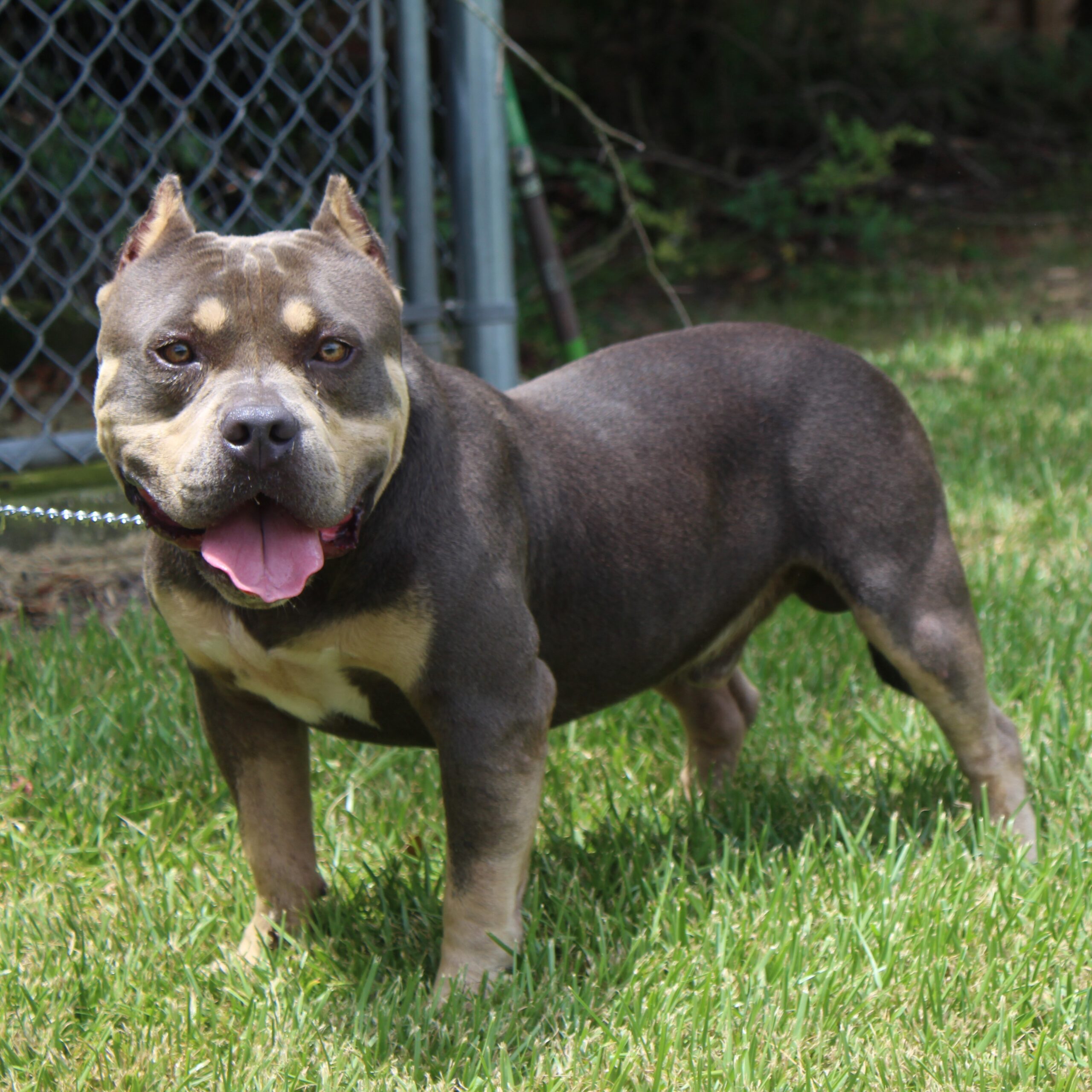 Dog Featured Image