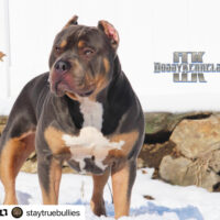 Dog Featured Image