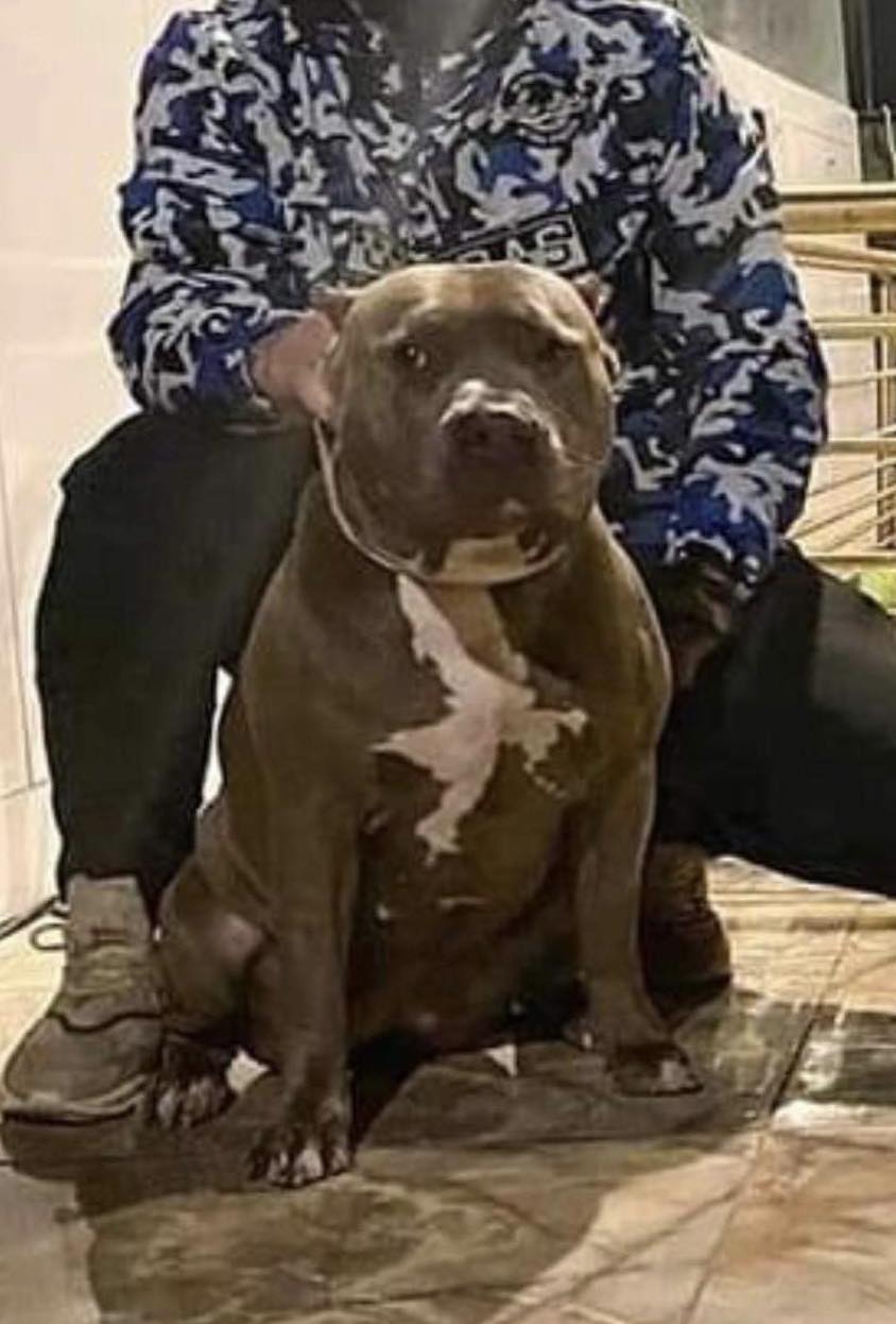 Dog Featured Image