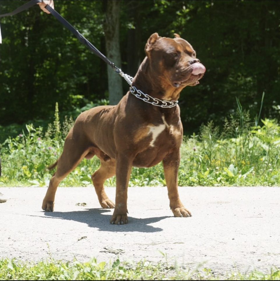 Dog Featured Image