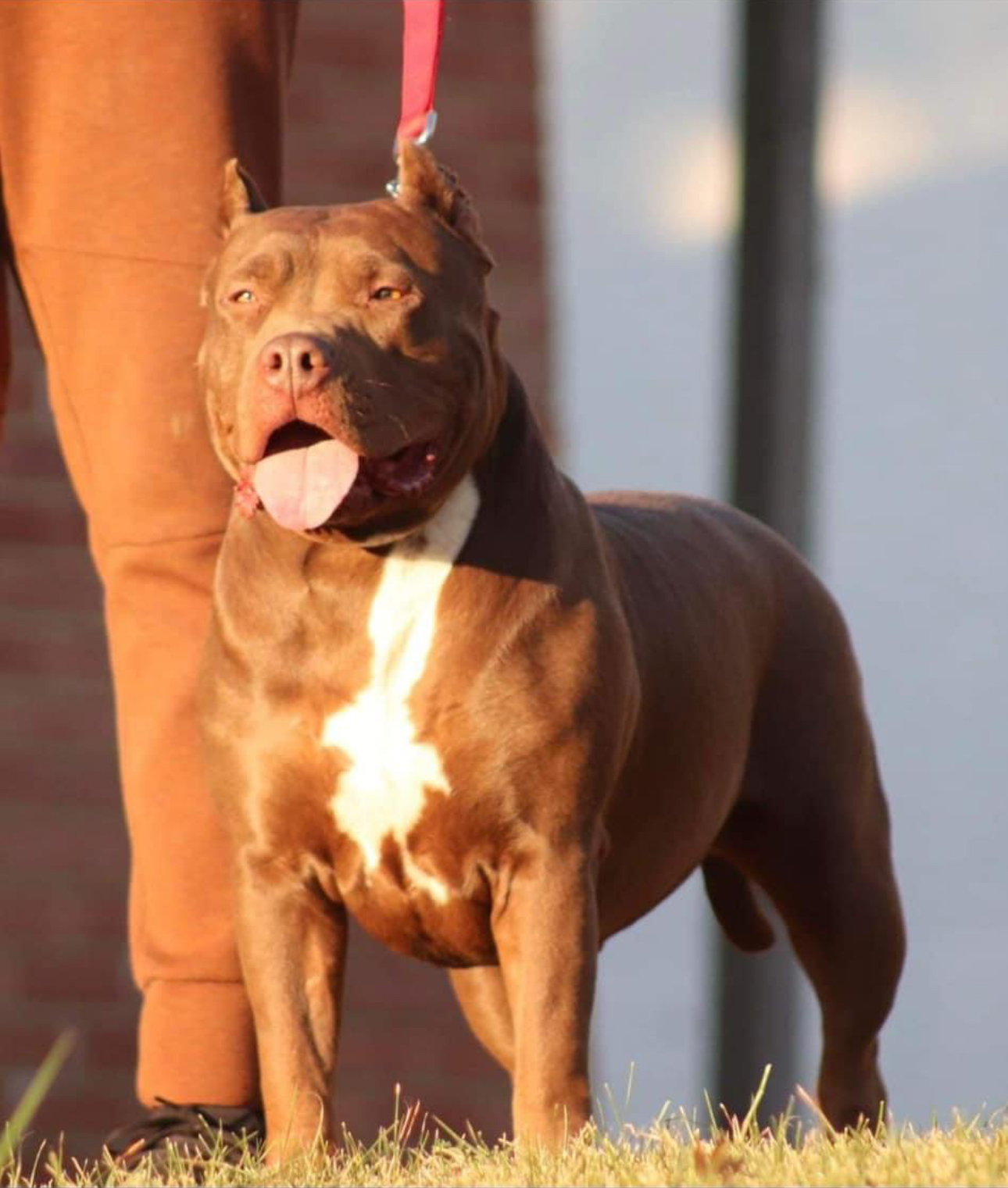 Dog Featured Image