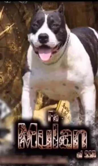 Dog Featured Image