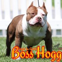 Dog Featured Image