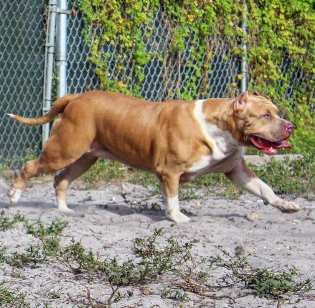 Dog Featured Image