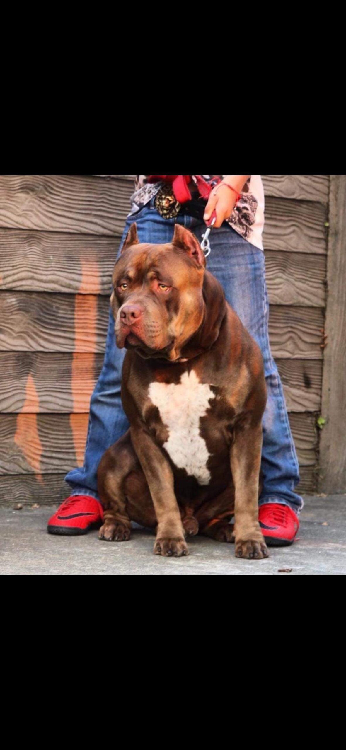 Dog Featured Image
