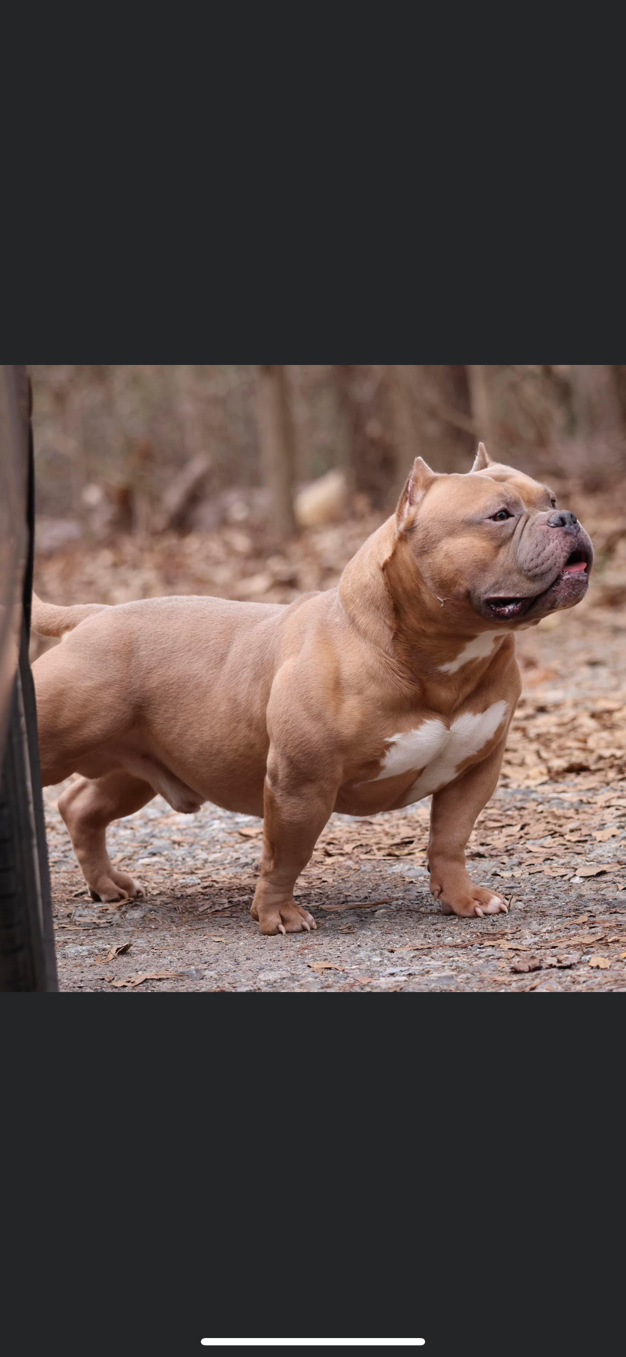 Dog Featured Image