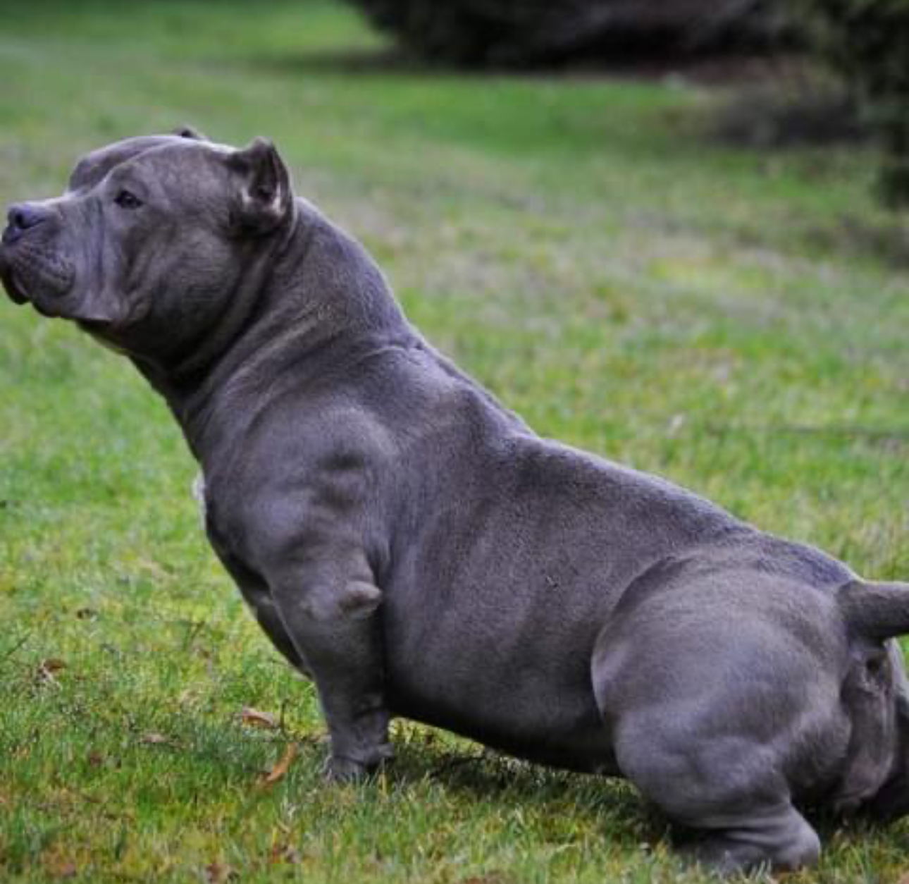 Dog Featured Image