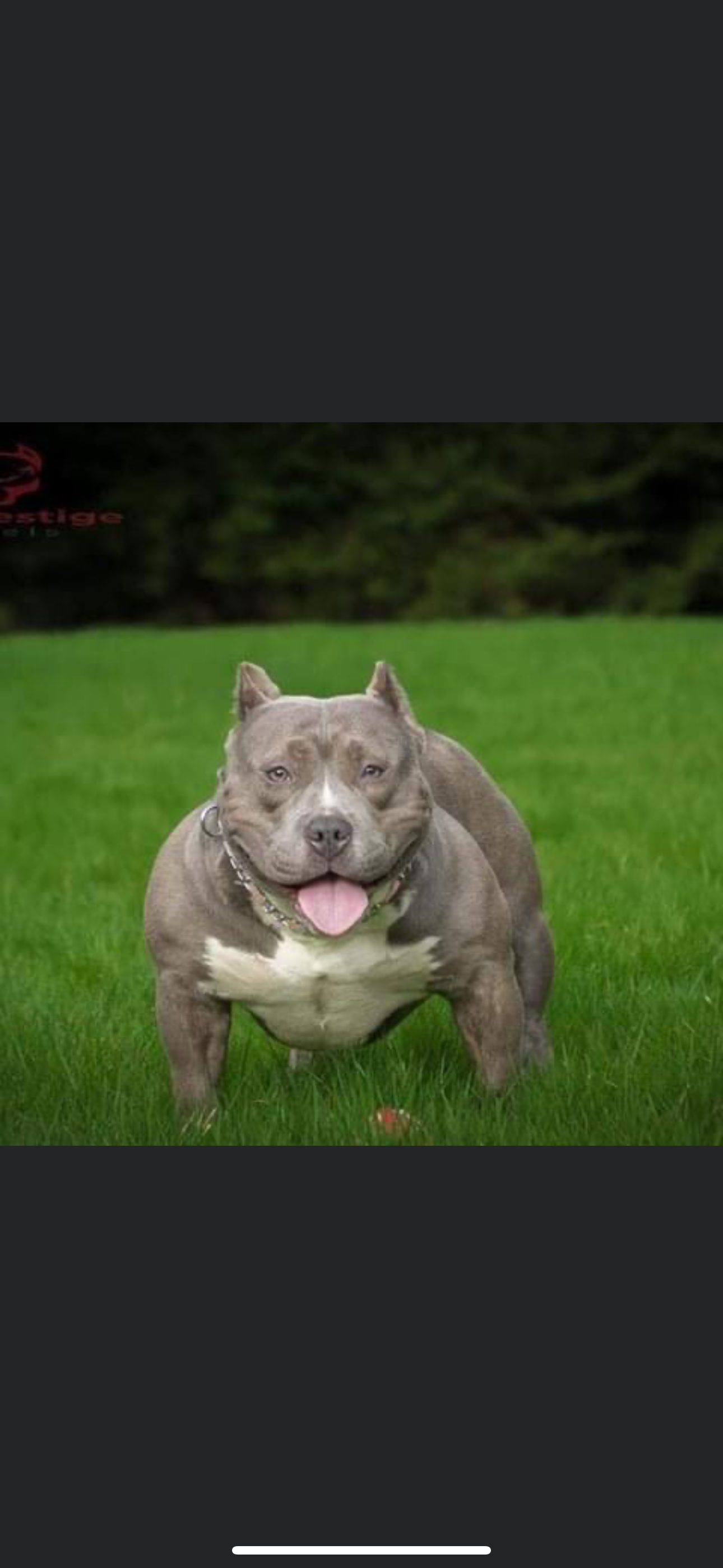 Dog Featured Image
