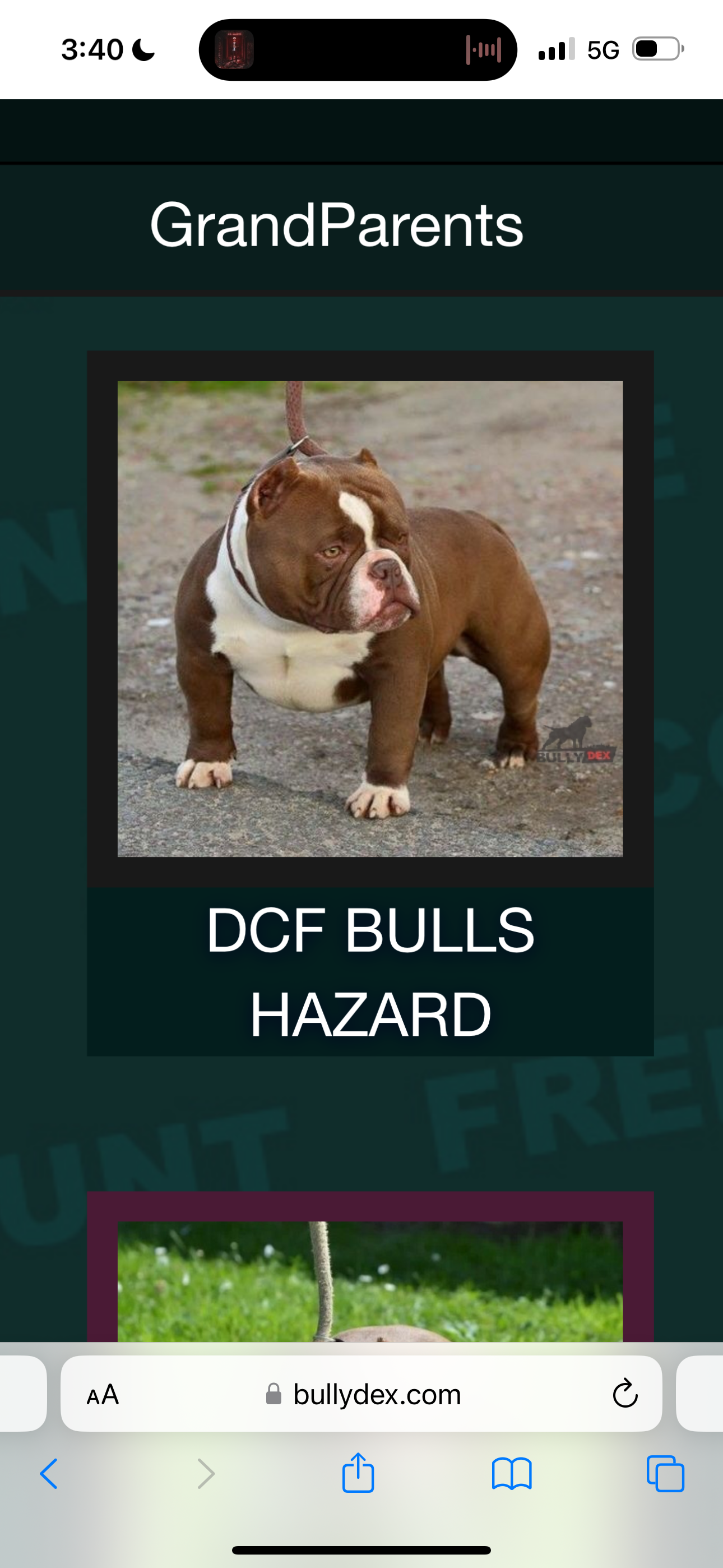 Dog Featured Image