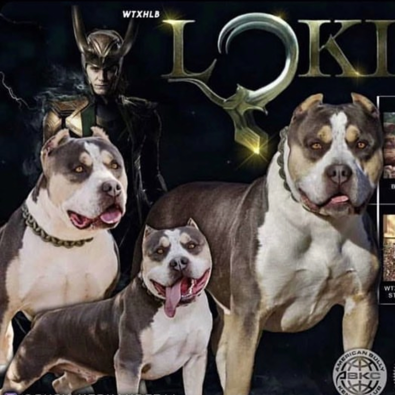 Dog Featured Image