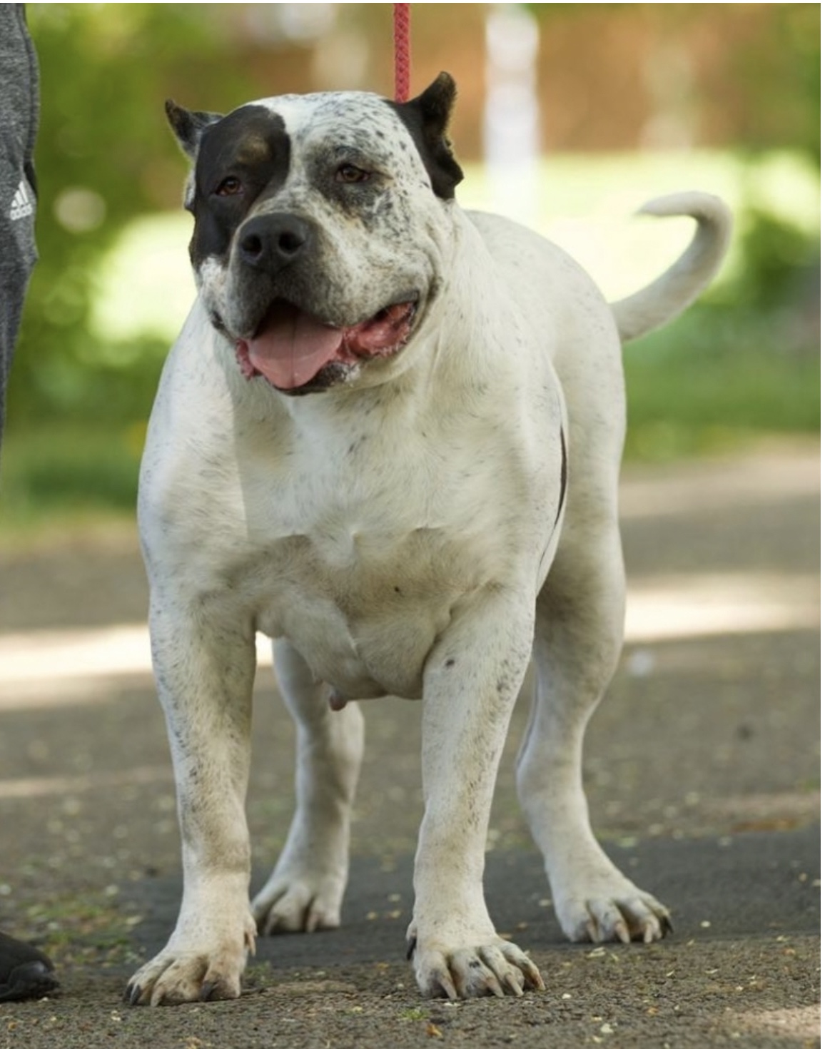 Dog Featured Image