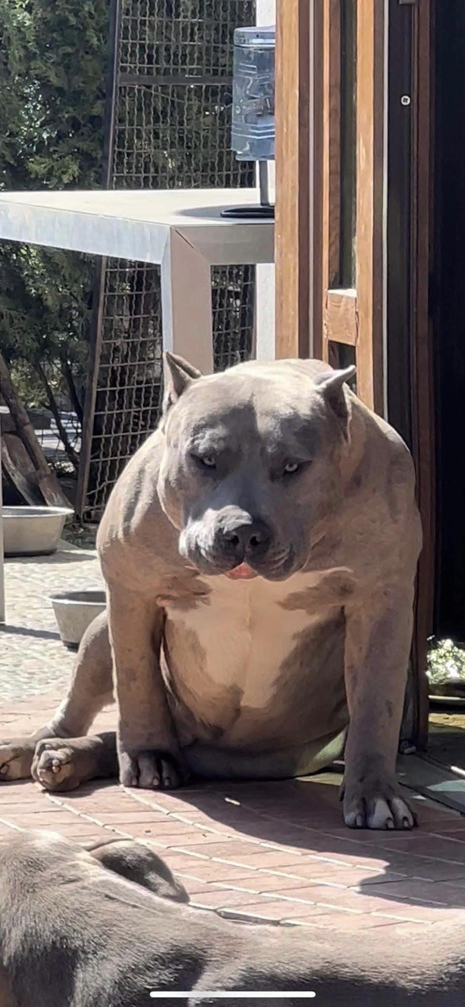 Dog Featured Image