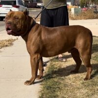 Dog Featured Image