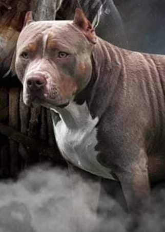 Dog Featured Image