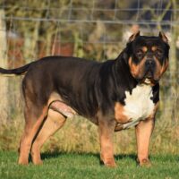 Dog Featured Image