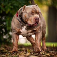 Dog Featured Image