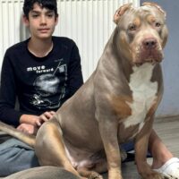 Dog Featured Image