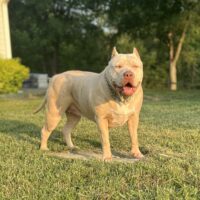 Dog Featured Image