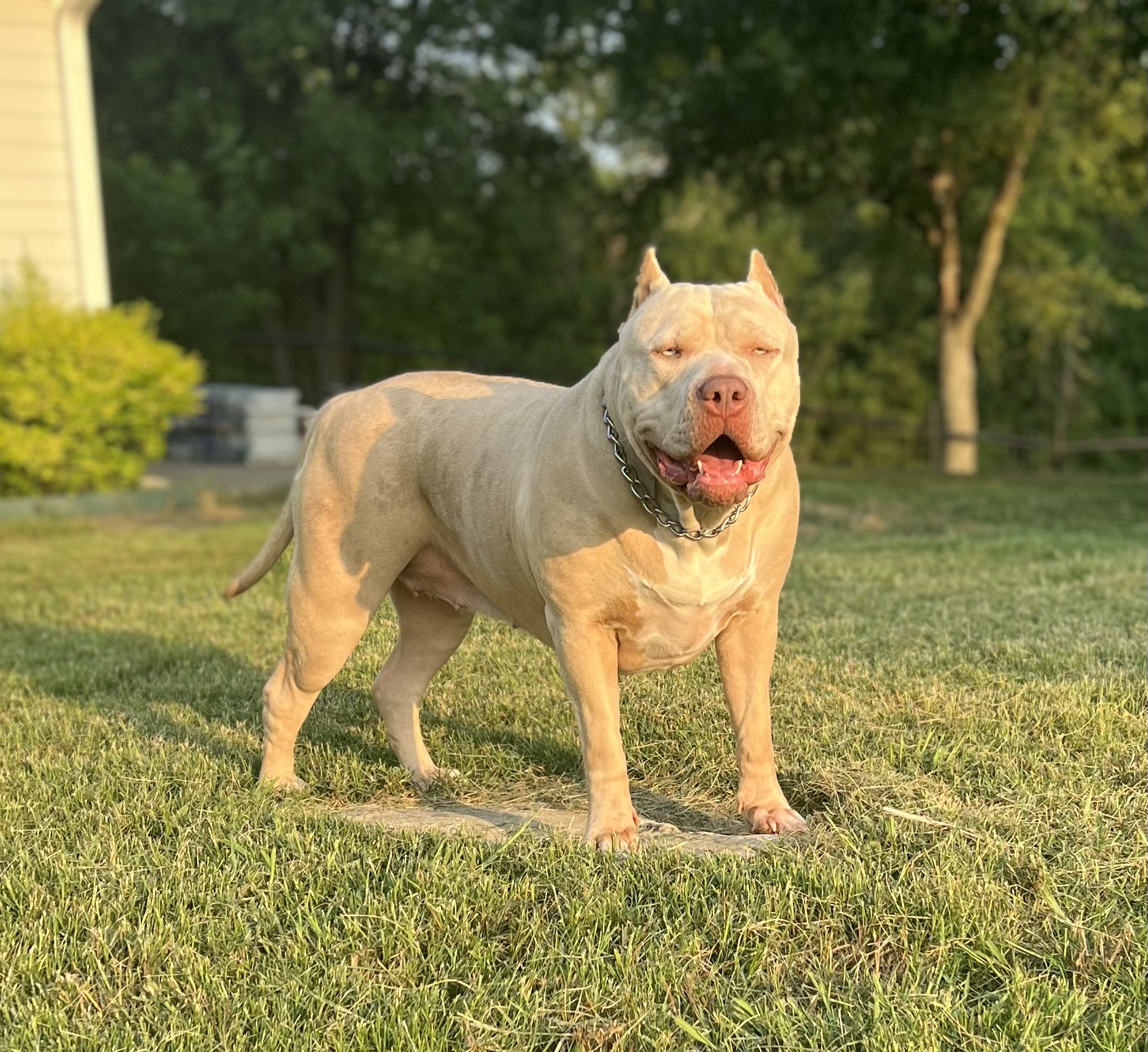 Dog Featured Image