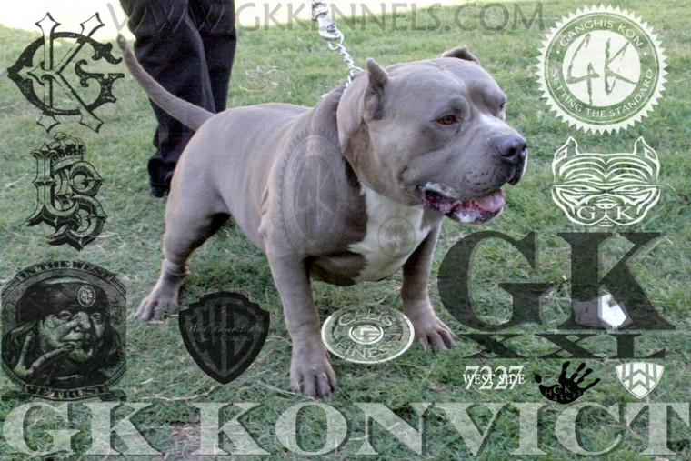 Dog Featured Image
