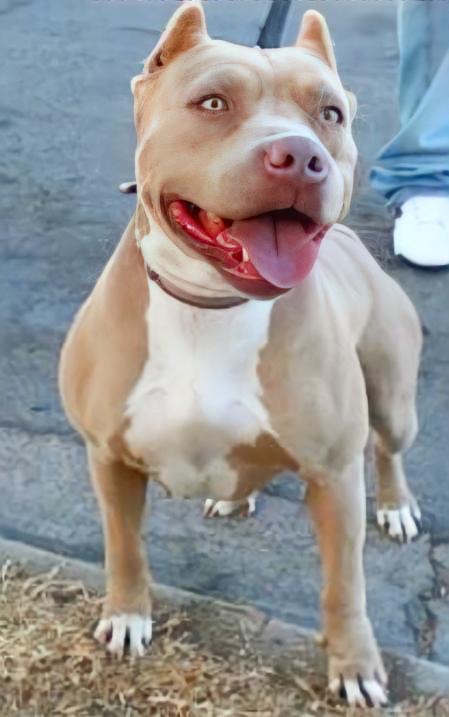 Dog Featured Image