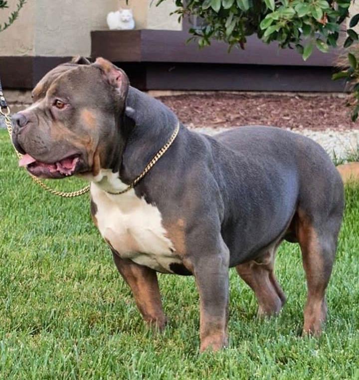 Dog Featured Image