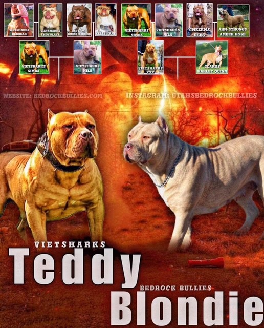 Dog Featured Image