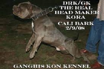 Dog Featured Image