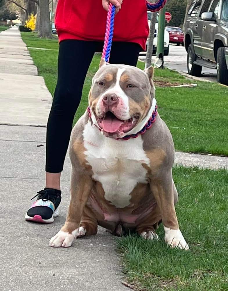Dog Featured Image