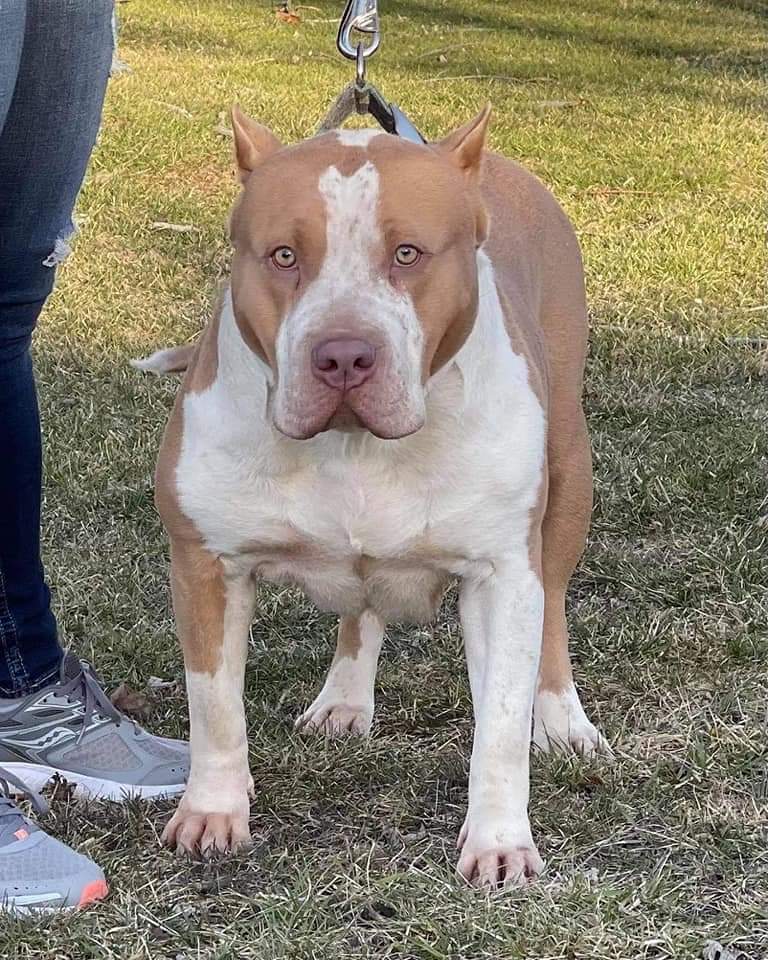 Dog Featured Image