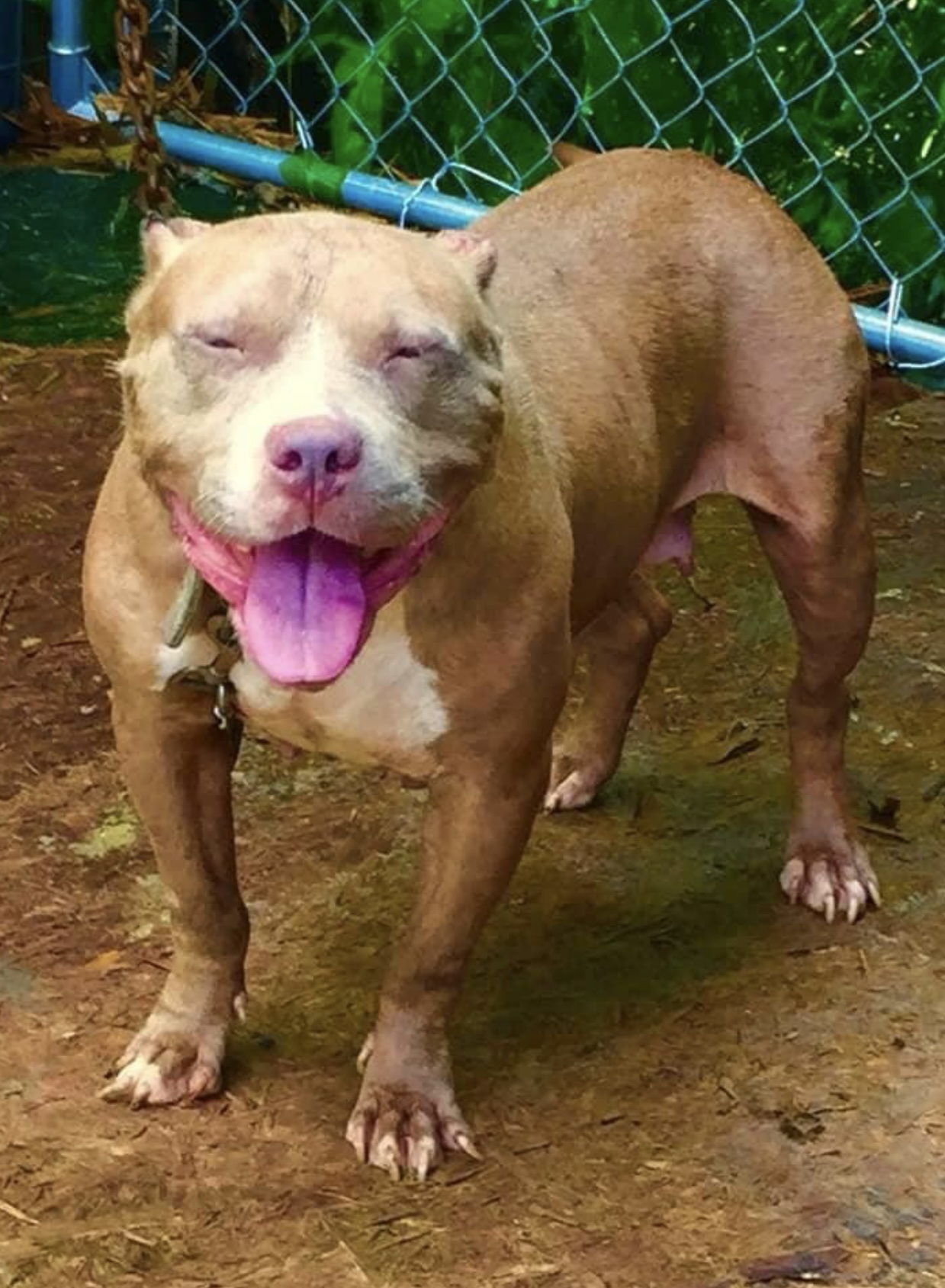 Dog Featured Image