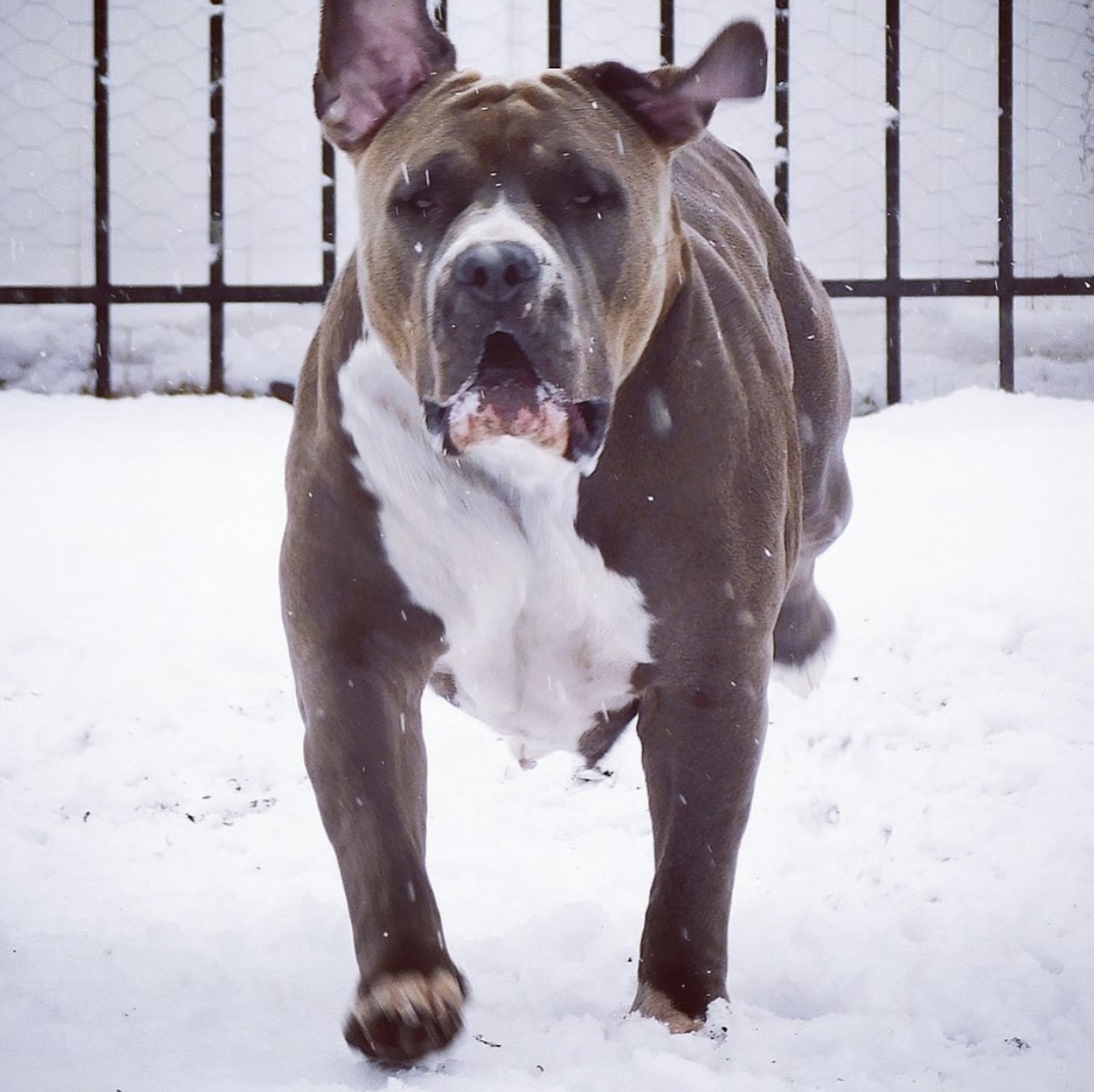 Dog Featured Image