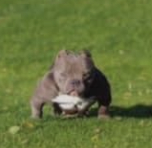 Dog Featured Image