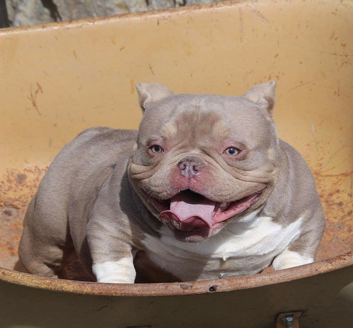 Dog Featured Image