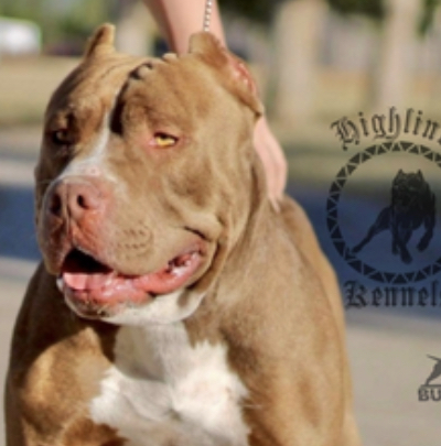 Dog Featured Image