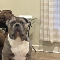 Dog Featured Image