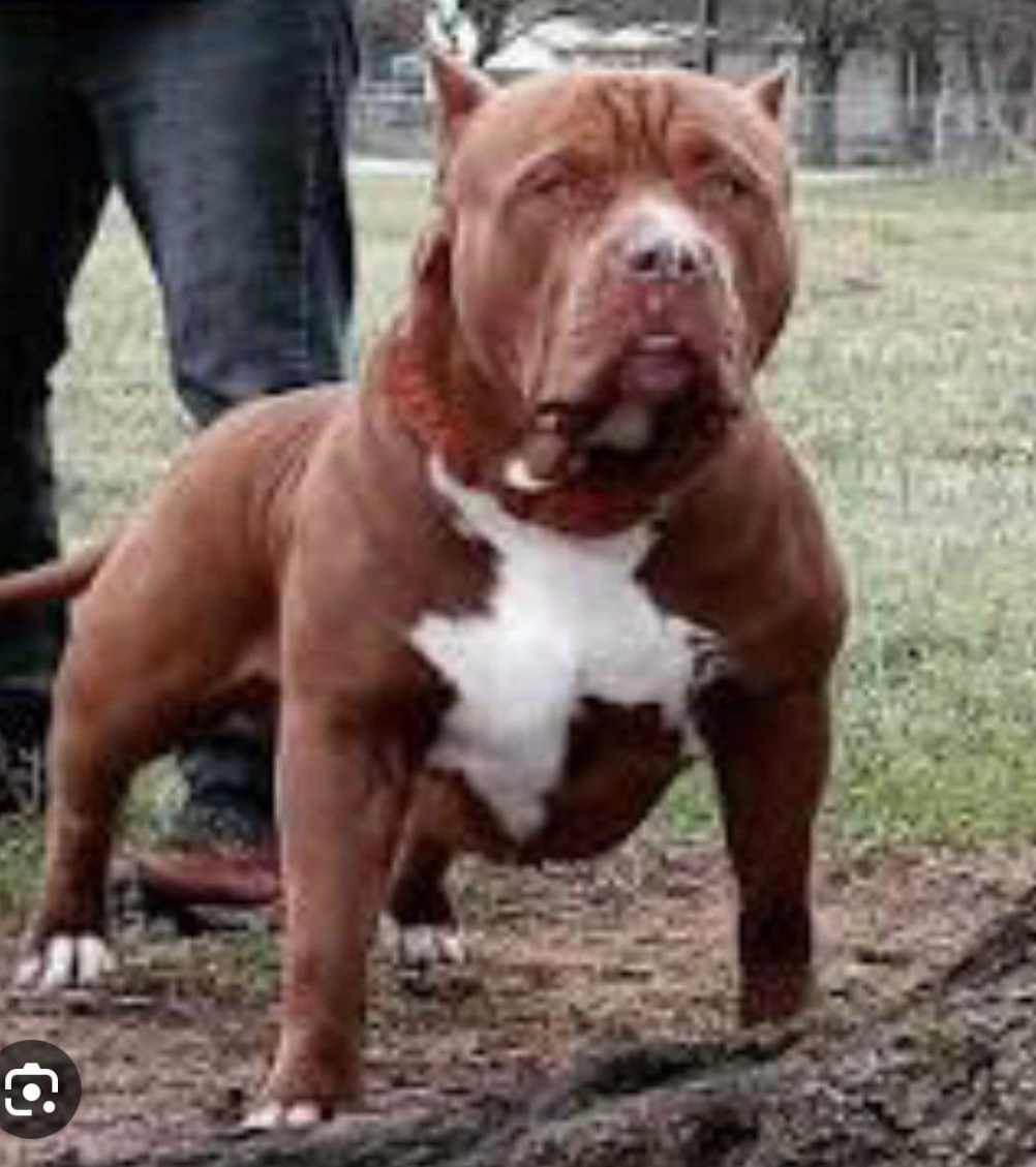 Dog Featured Image